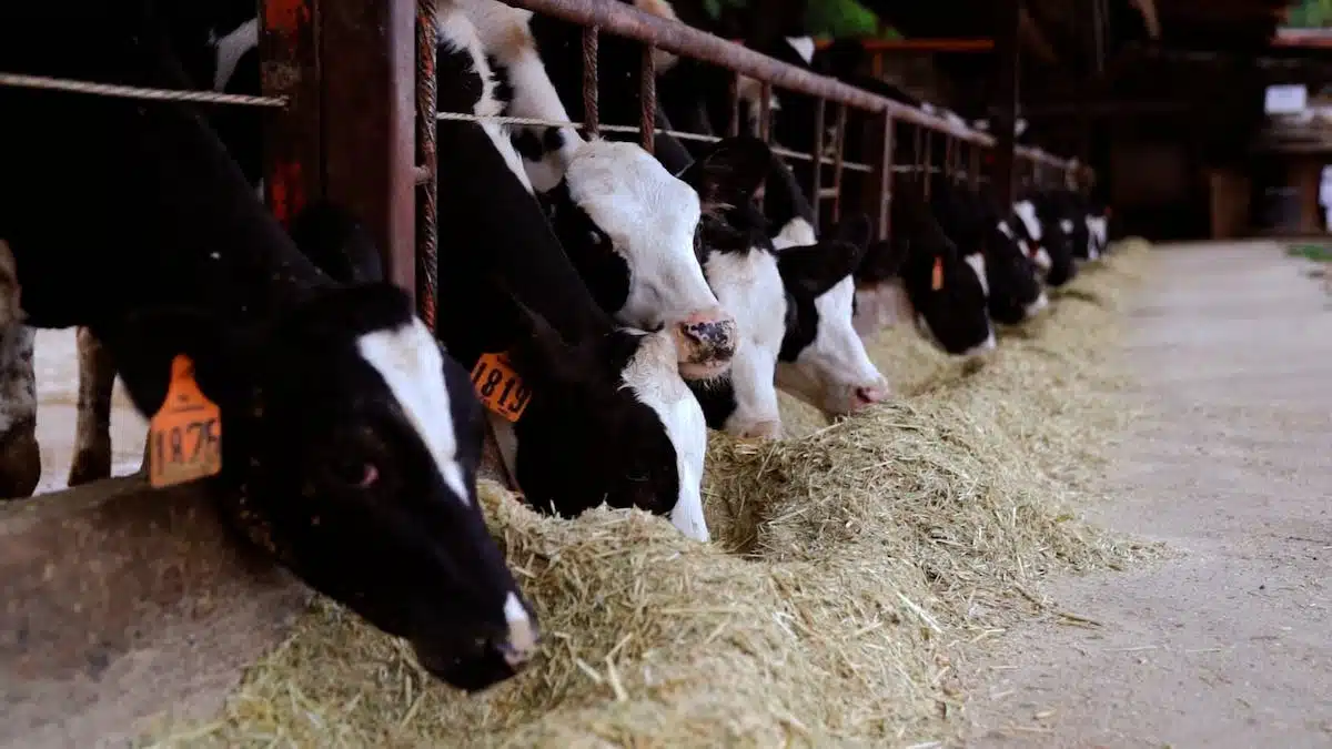 Les nouveautés qui transforment la relation entre l’alimentation et les animaux
