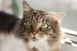 Quelles sont les diverses caractéristiques des chats vivant à l’intérieur et à l’extérieur ?