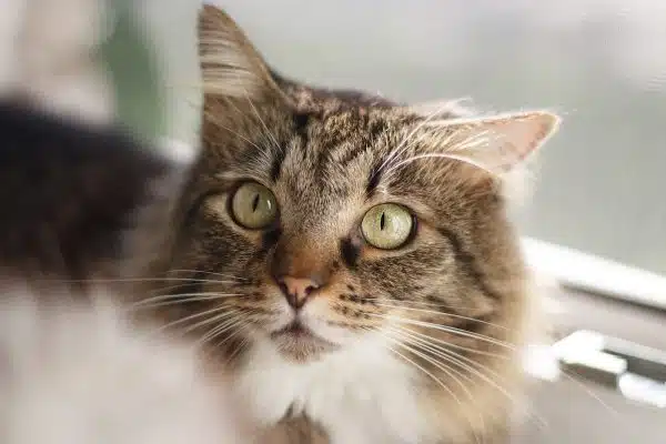 Quelles sont les diverses caractéristiques des chats vivant à l’intérieur et à l’extérieur ?