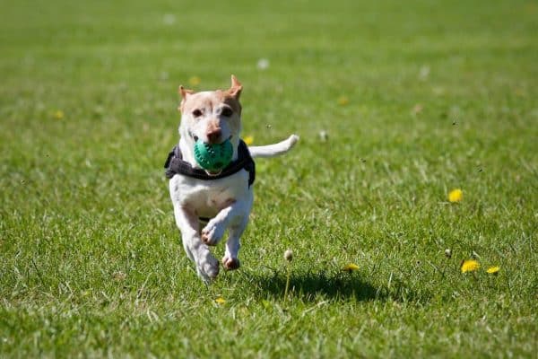 Trouver le chiot parfait en fonction de votre style de vie