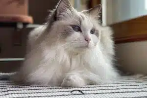 Les races de chats les plus populaires : découvrez leurs caractéristiques uniques