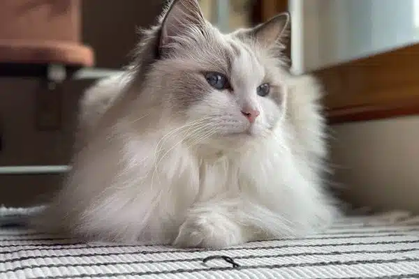 Les races de chats les plus populaires : découvrez leurs caractéristiques uniques
