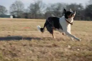 Découvrez les activités sportives et ludiques à partager avec votre chien : les sports canins, les jeux d’intelligence et les randonnées adaptées