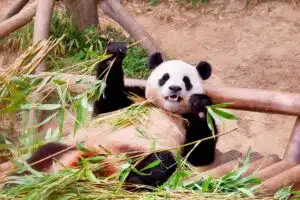 Protéger la biodiversité : les espèces animales en danger de disparition
