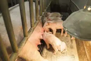 Soutenir les organismes de protection des animaux : Guide pratique pour agir efficacement
