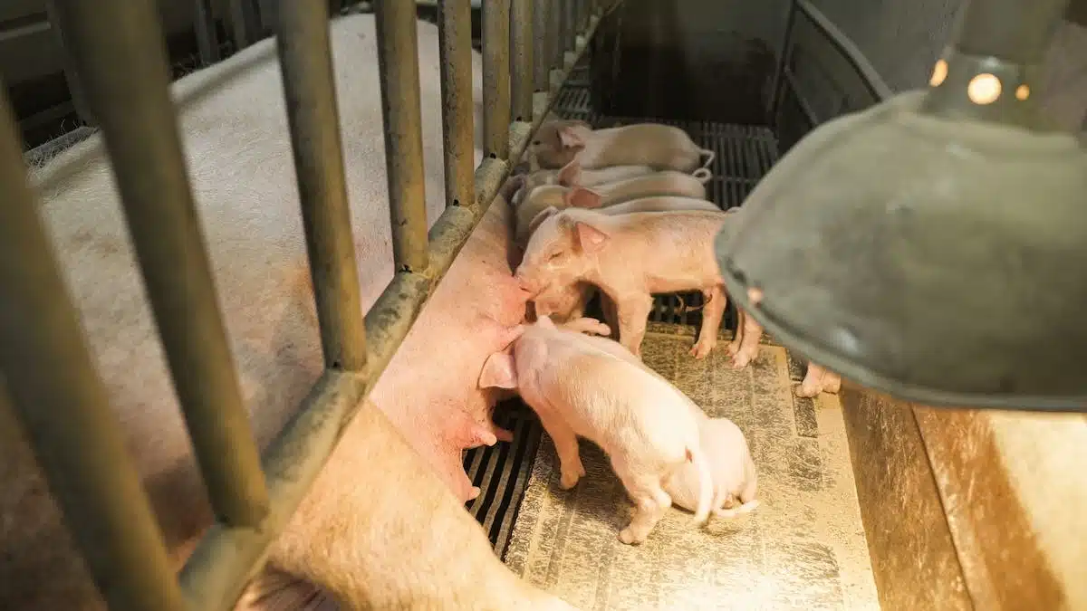 Soutenir les organismes de protection des animaux : Guide pratique pour agir efficacement