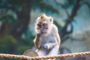 Découvrez les espèces animales les plus intelligentes du monde animal