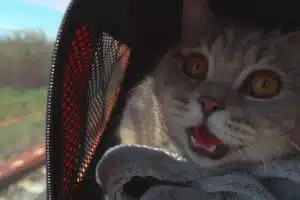 Voyager avec son chat : préparer un voyage et assurer son confort
