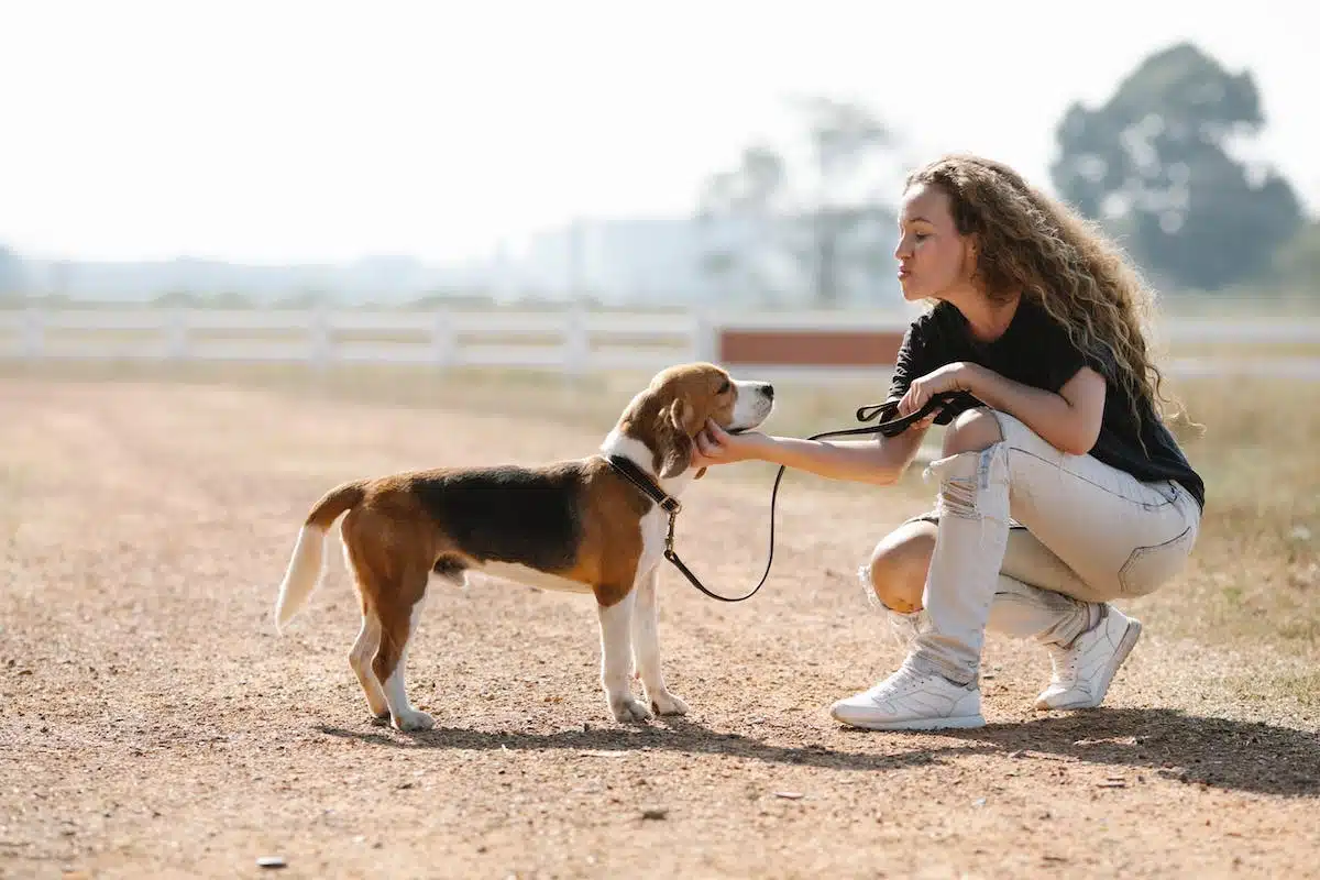 dressage chien