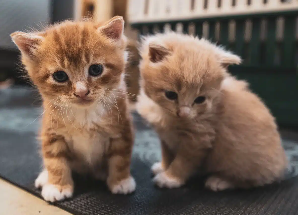 chat  stérilisation