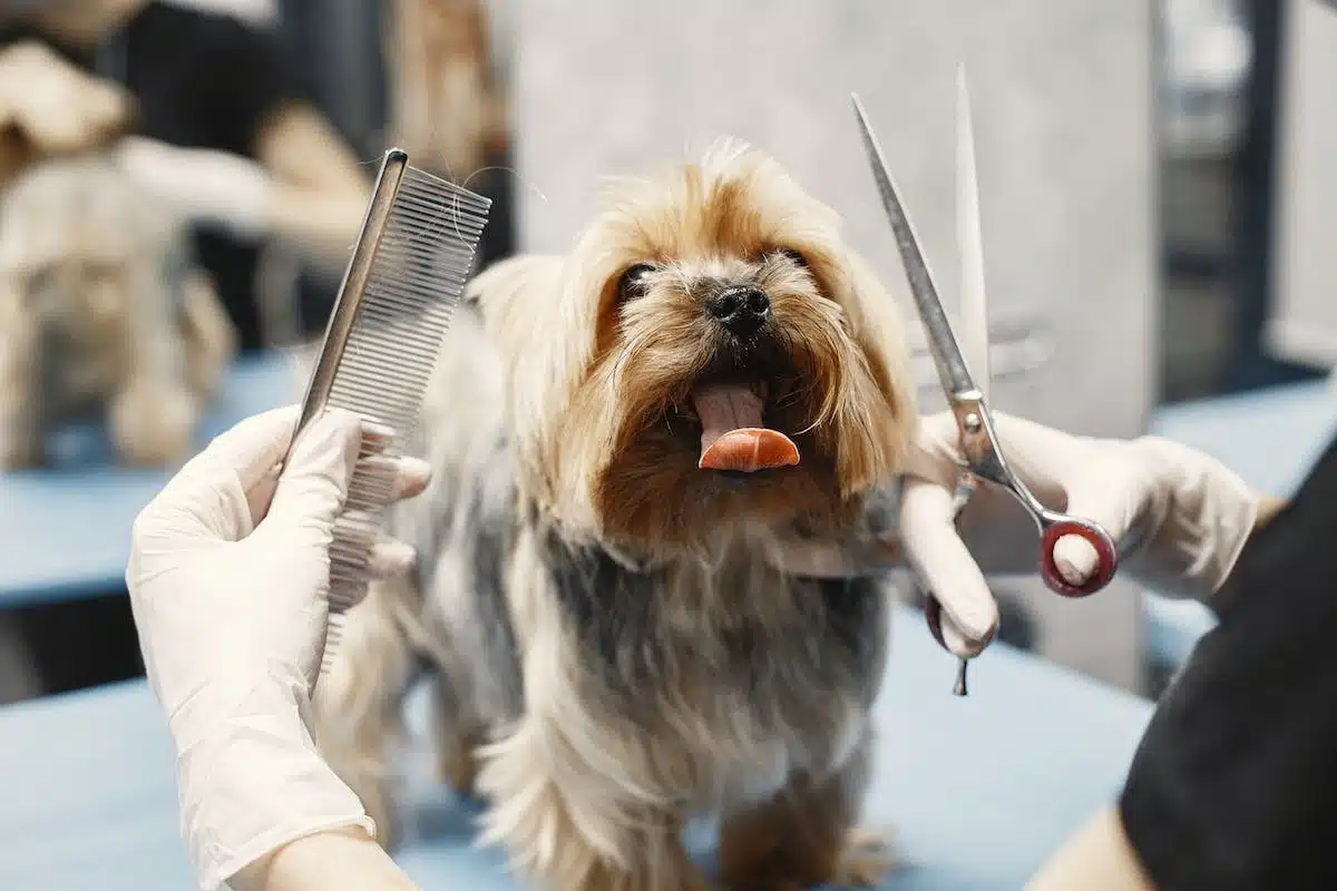 Les clés d’une santé et d’une hygiène impeccable pour votre chien