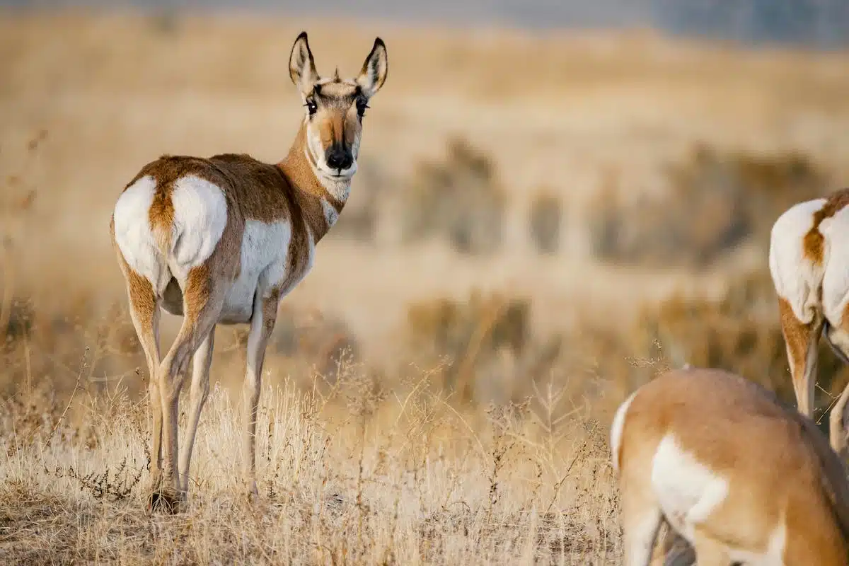 Les meilleures initiatives pour préserver les animaux sauvages