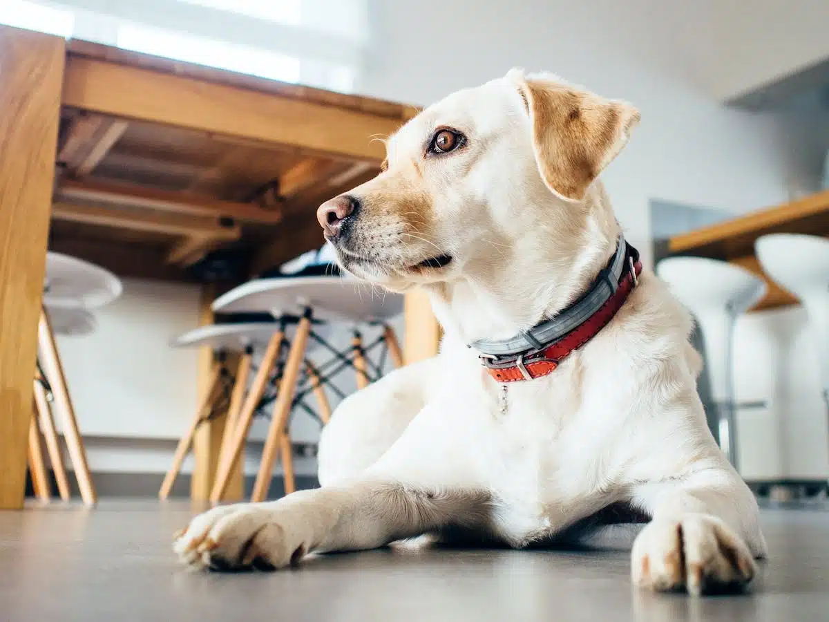 Les bienfaits thérapeutiques de la compagnie animale sur la santé mentale humaine