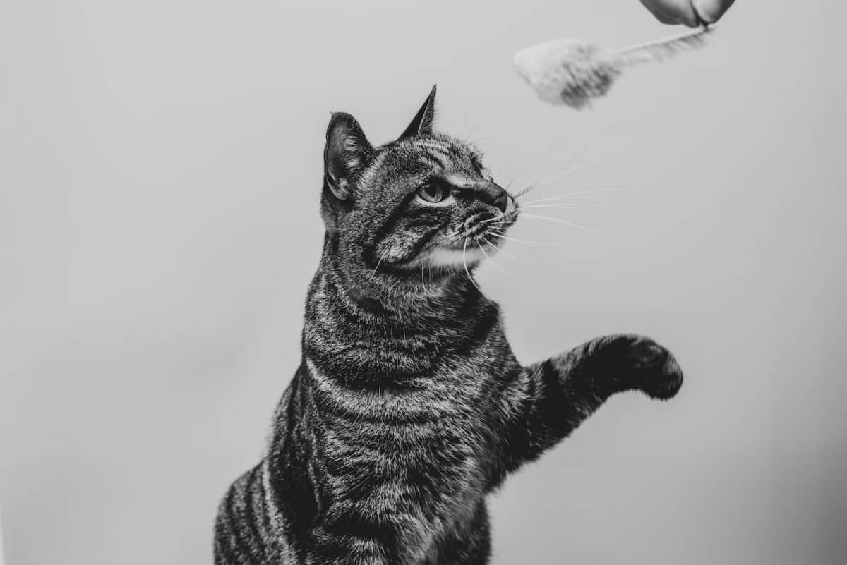 grayscale photography of tabby cat