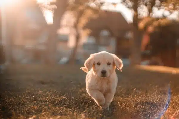 Découvrez quelles sont les races de chiens les plus intelligentes selon la science