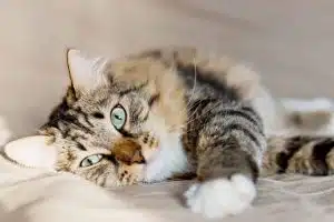 Comment soigner naturellement un chat ?