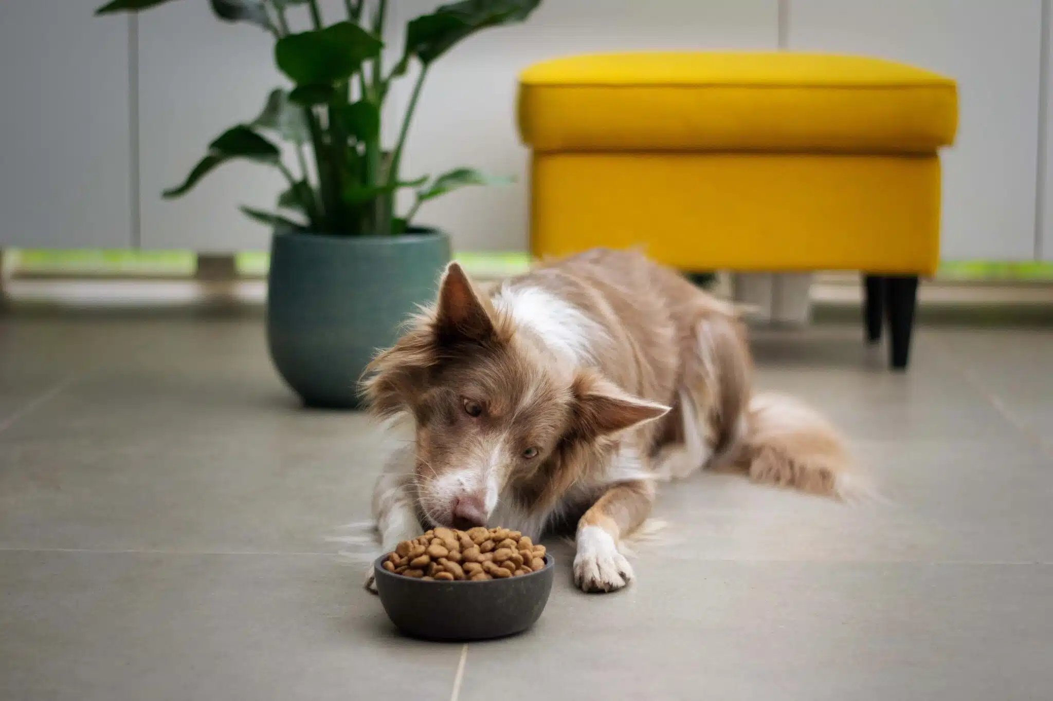 Alimentation canine : quelles croquettes faut-il éviter ?