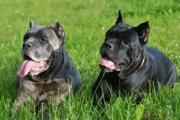 Cane corso gris ou bleu : Comprendre la différence