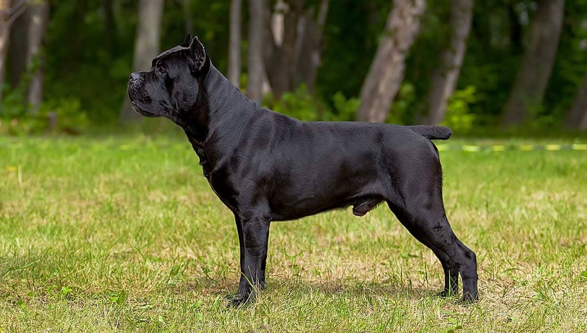 Cane corso gris ou bleu : Comprendre la différence