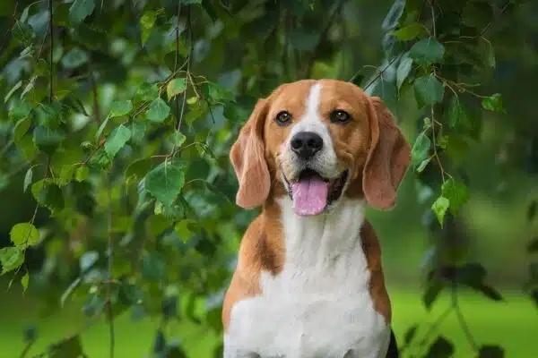 Choisir entre un Beagle mâle ou femelle : Conseils pour la décision