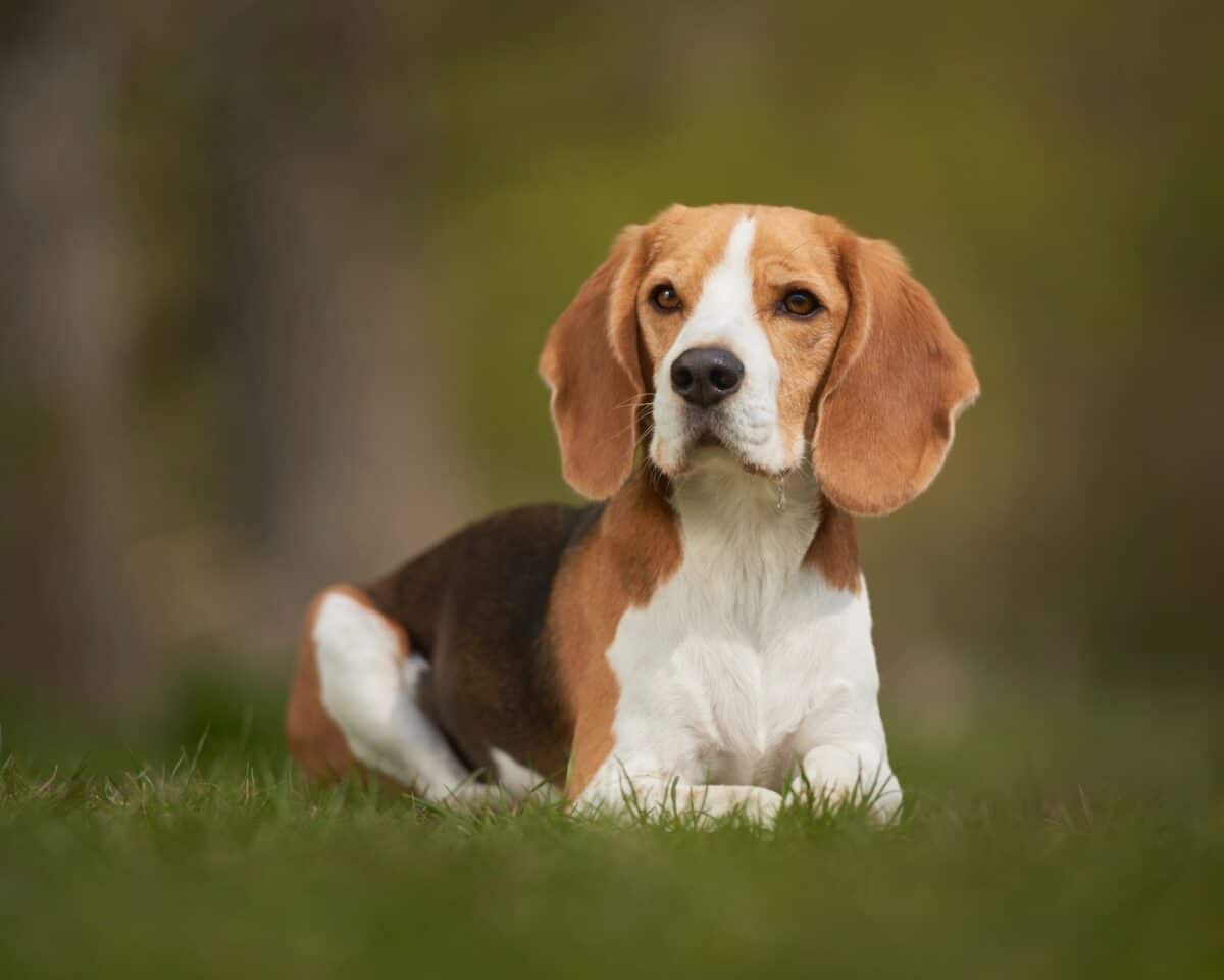 Choisir entre un Beagle mâle ou femelle : Conseils pour la décision