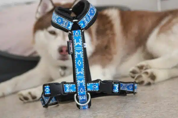 Collier pour chien, harnais et laisse pour chien