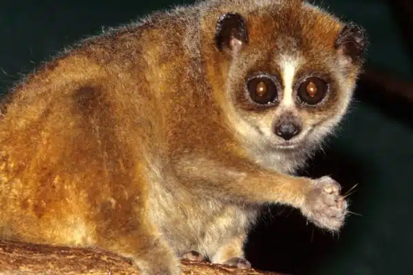 Le loris grêle, un petit primate en danger d’extinction