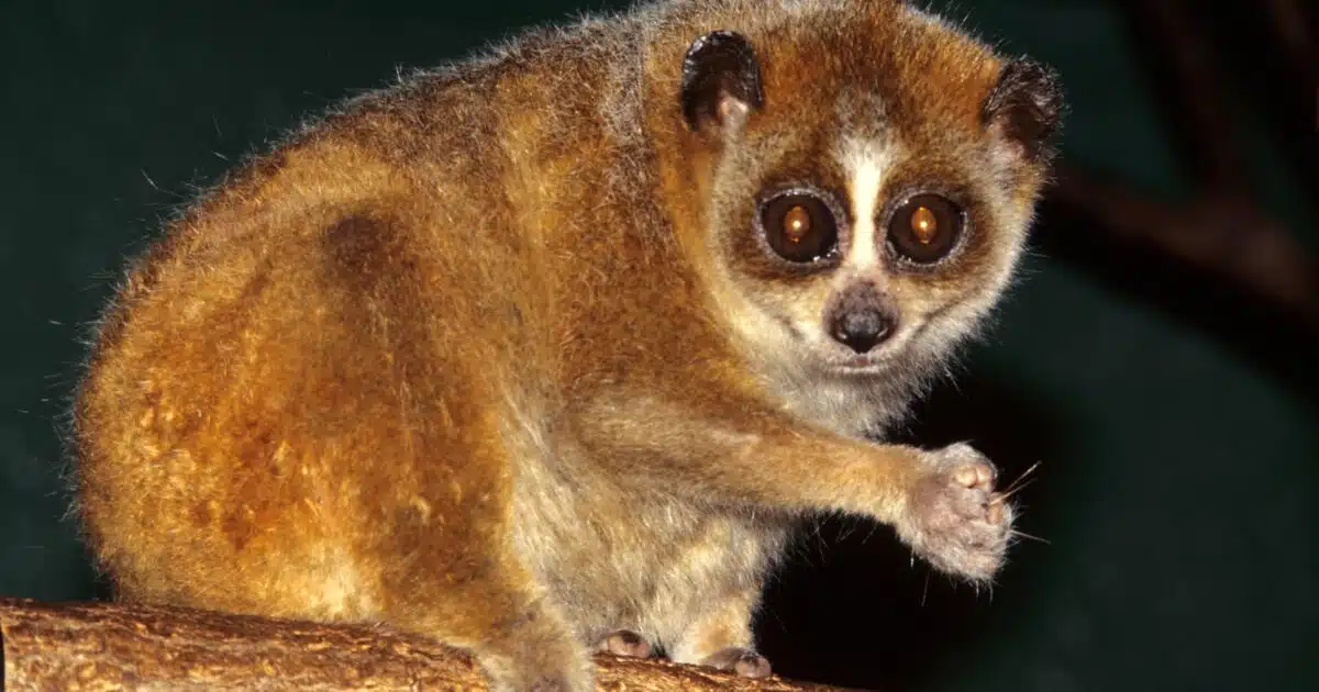 Le loris grêle, un petit primate en danger d’extinction