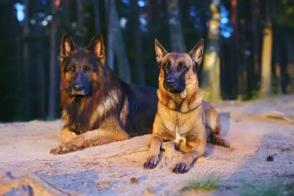 Malinois belges vs bergers allemands : Comparaison des races