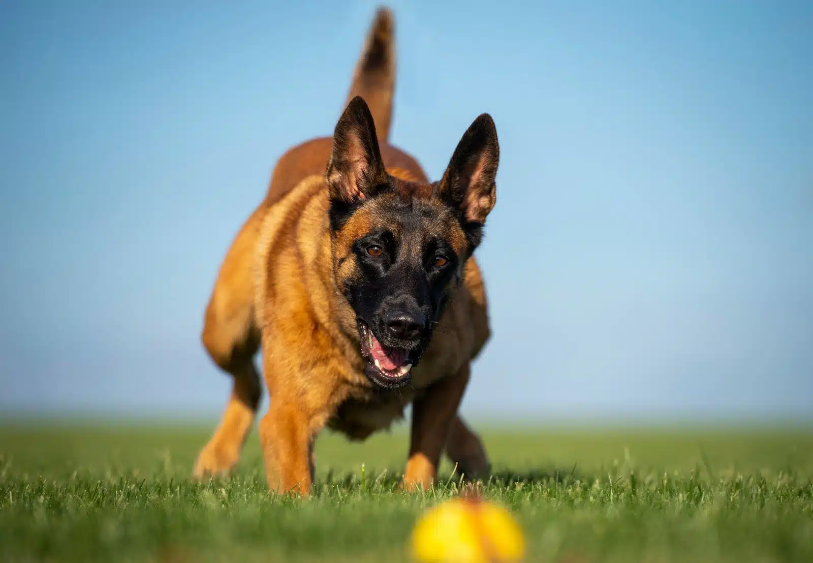 Malinois belges vs bergers allemands : Comparaison des races