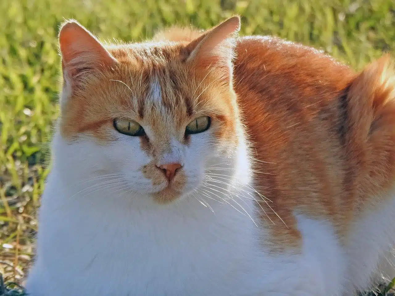 Les puces du chat : un combat !