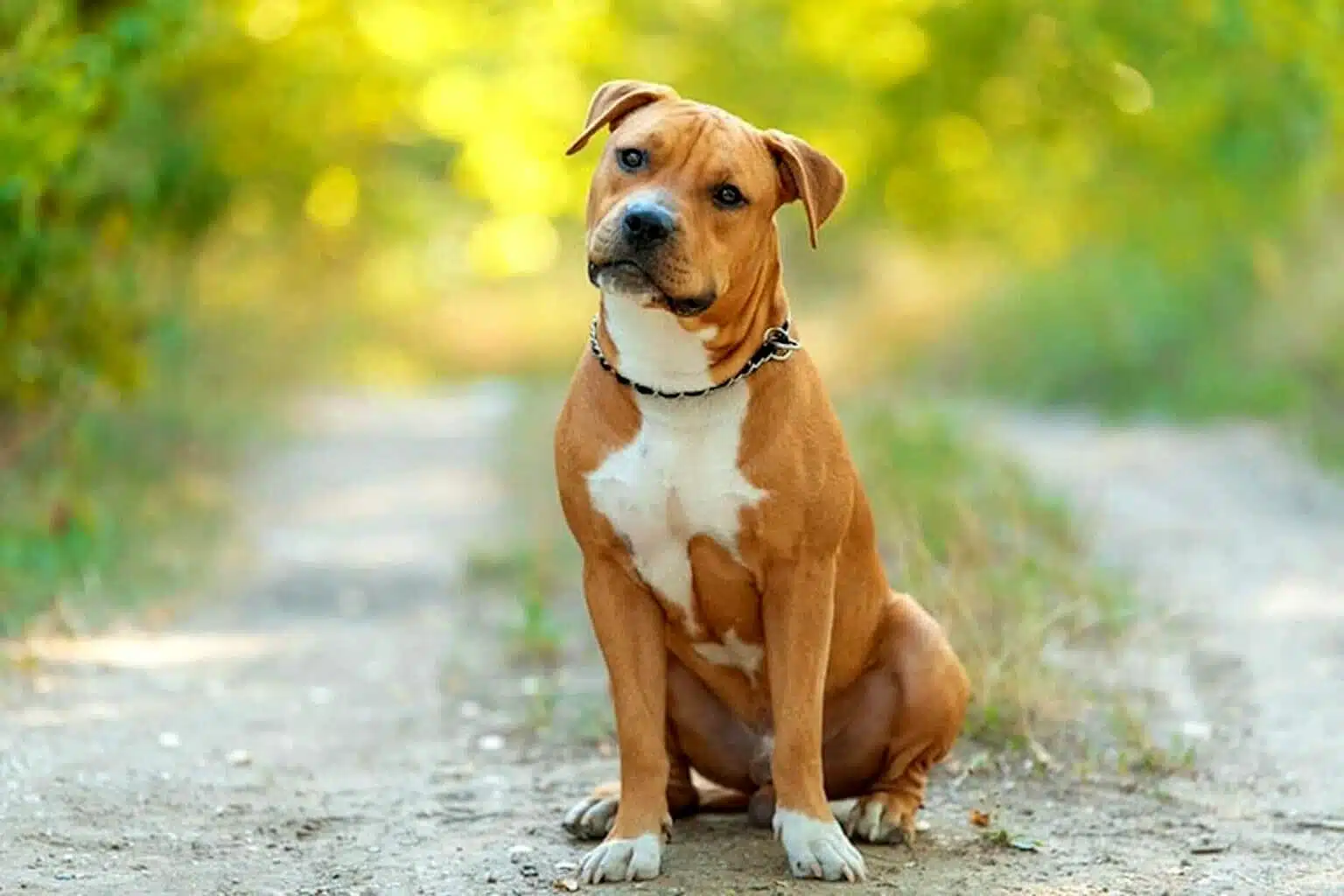 Quel est le chien le plus gentil du monde ?