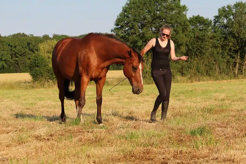 Utiliser un enrênement pour muscler son cheval : Techniques