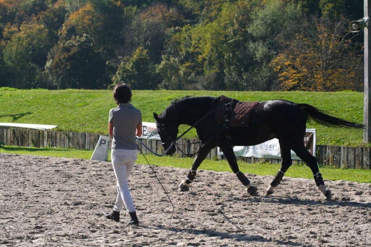 Utiliser un enrênement pour muscler son cheval : Techniques