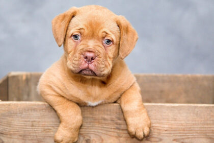 Assurance pour chien : protégez votre animal avec le meilleur rapport qualité-prix