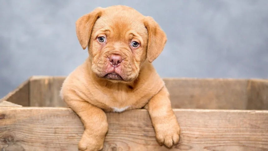 Assurance pour chien : protégez votre animal avec le meilleur rapport qualité-prix