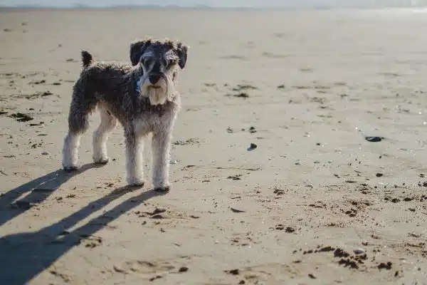 Que savoir sur le Schnauzer nain, un chien petit mais puissant ?