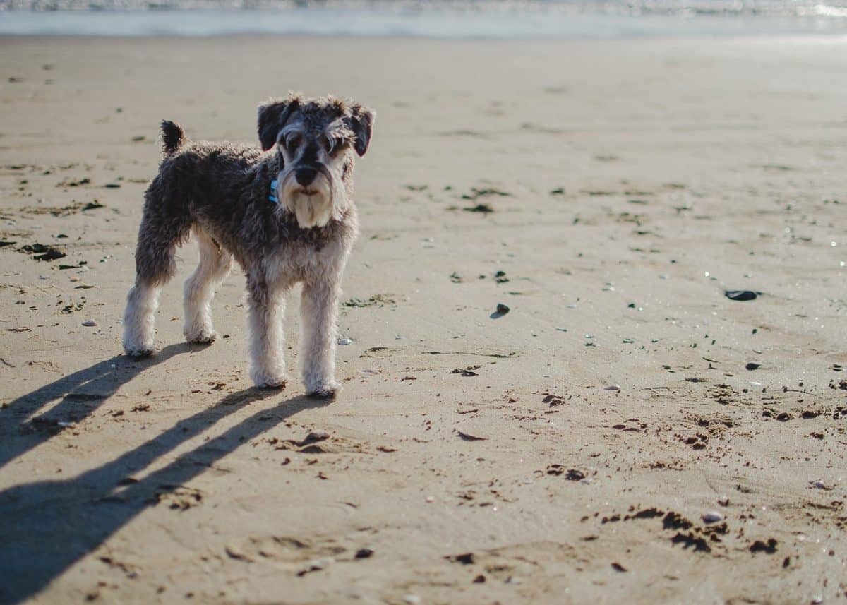 Que savoir sur le Schnauzer nain, un chien petit mais puissant ?