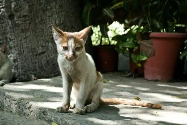 Cohabitation paisible entre chats et enfants : les astuces pratiques pour réussir