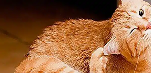 Les bienfaits méconnus des chats sur la santé humaine
