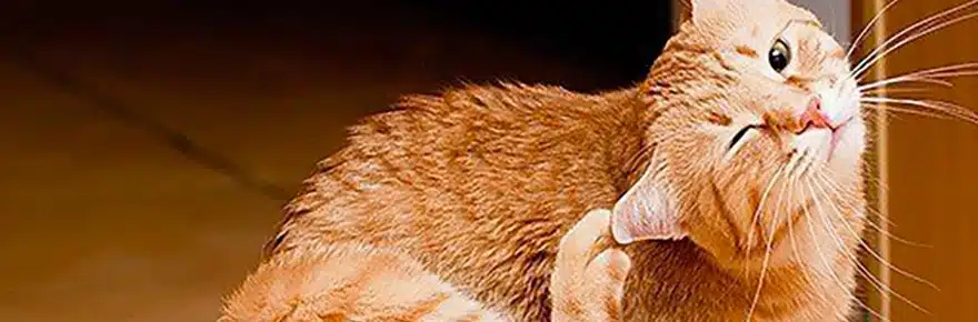 Les bienfaits méconnus des chats sur la santé humaine