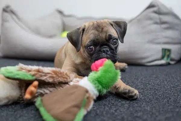 Jouets pour chien et chiot