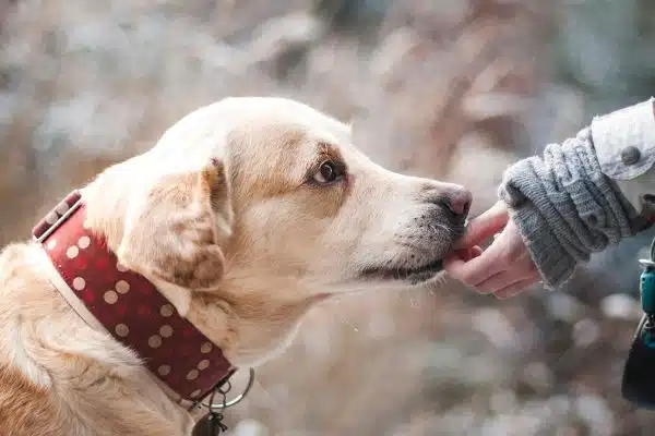 Collier ou harnais : quel accessoire choisir pour votre chien ?