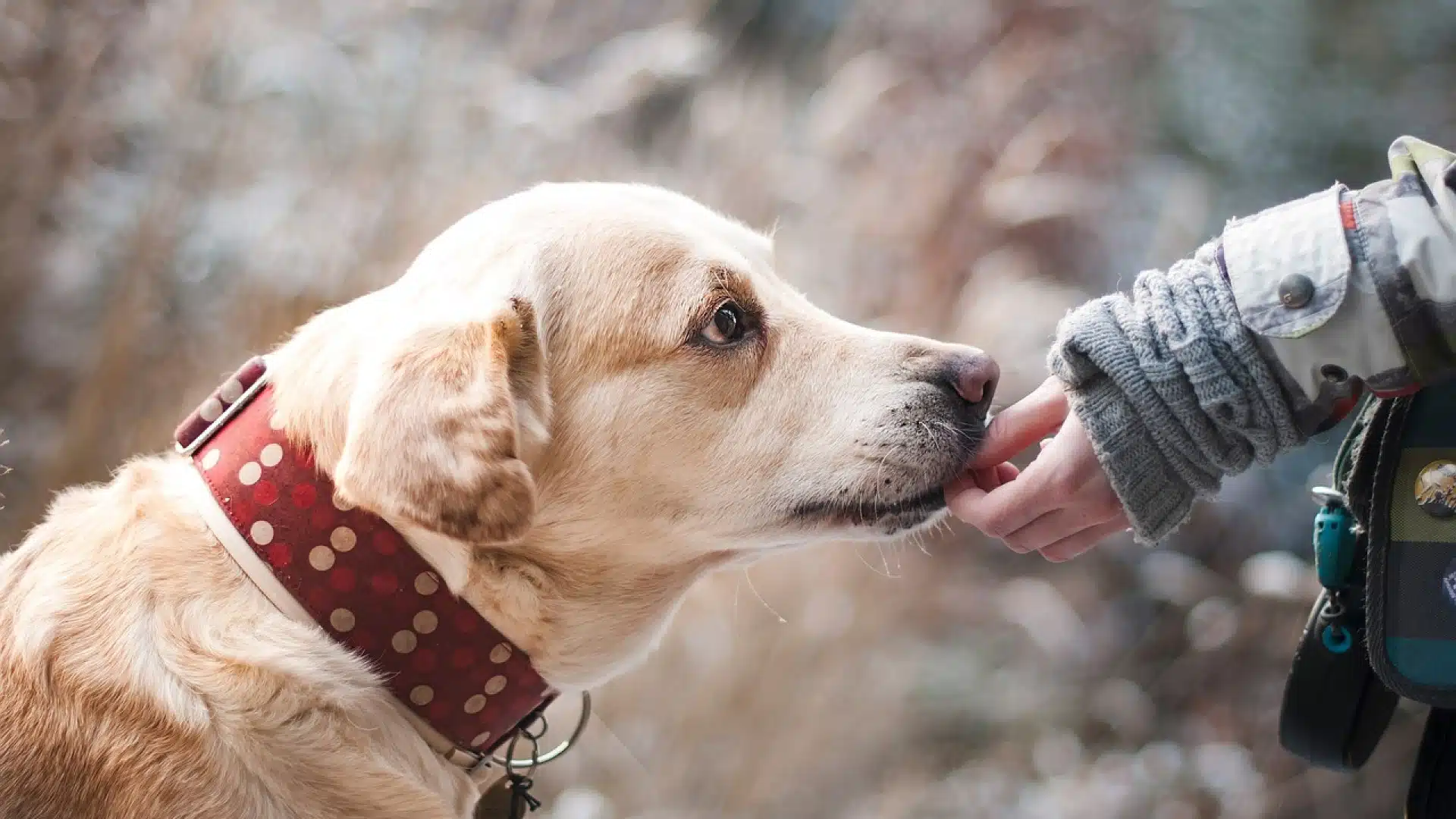 Collier ou harnais : quel accessoire choisir pour votre chien ?