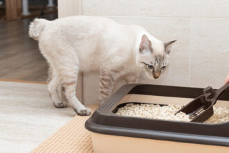 Comment choisir la meilleure litière pour votre chat : guide d'achat