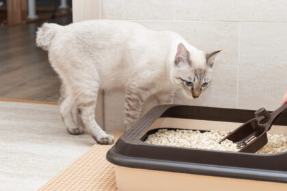 Comment choisir la meilleure litière pour votre chat : guide d'achat