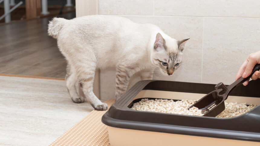 Comment choisir la meilleure litière pour votre chat : guide d'achat