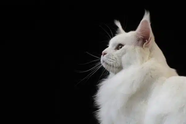 Le Maine Coon, le roi des chats : tout ce qu’il faut savoir avant de l’adopter