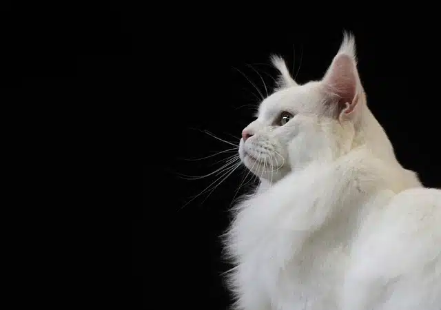 Le Maine Coon, le roi des chats : tout ce qu’il faut savoir avant de l’adopter