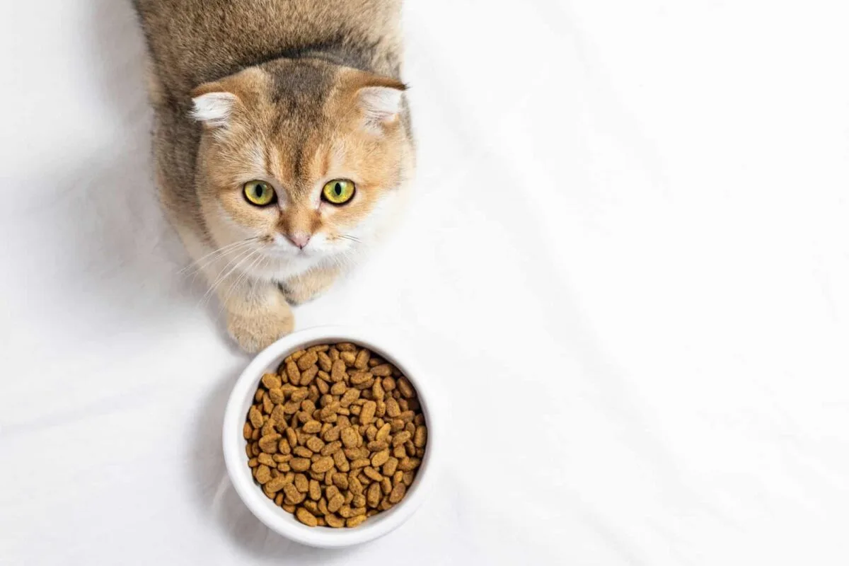 Chat stérilisé se reposant près de sa gamelle de nourriture